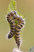 Buff-tip caterpillars