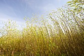 Willow trees being grown as biofuel