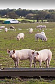 Free range pigs on a farm