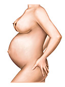 Pregnant woman,illustration