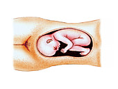 Full term foetus,illustration