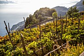 Grape cultivation, Amalfi coast, Italy