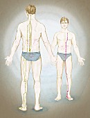 Bladder meridian (tai young) and kidney meridian (shao yin)