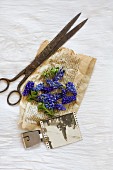 Still-life arrangement of vintage scissors, grape hyacinths and black and white photo on yellowed paper