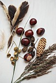 Autumnal still-life arrangement of natural materials: conkers, fir cones and feathers