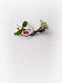 Chicory roots and cornelian cherries