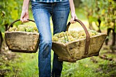 A person carrying two wooden baskets of freshly harvested grapes