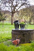 Vintage-Zinkübertöpfe und Obstbaumblütenzweigen auf Betonsockel im Garten