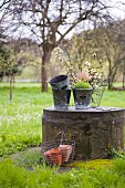 Vintage zinc planters and branches of fruit blossom on concrete plinth in garden