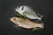 Fresh seabream and brook trout