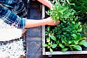 Woman planting herbs in herb garden