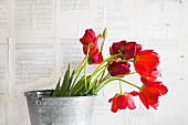 Red tulips in zinc bucket against wall papered with book pages