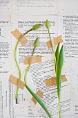Tulip bids stuck on wall papered with book pages with tape