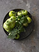 Green tomatoes on a metal tray