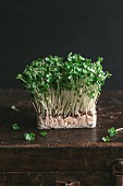 Fresh cress on a wooden crate