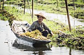 Bauer mit Boot in schwimmenden Gärten am Inle See (Myanmar, Burma)