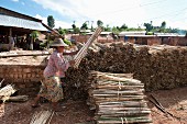 Frau stapelt Bambus für die traditionelle Papierherstellung (Myanmar, Burma)