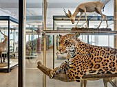 Senckenbergmuseum, gazelle and leopard, hunter and prey, Frankfurt am Main