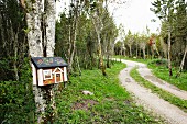 Geschwungener Waldweg mit dekorativem Briefkasten in Häuschenform an Birkenstamm