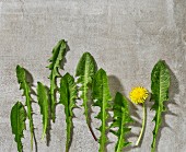 Fresh dandelion leaves and a flower on grey stone surface