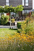 Flowering rudbeckia in well-tended garden