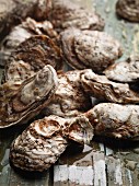 Rappahannock oysters