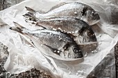 Three seabream on a piece of white paper with salt crystals