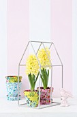 Yellow hyacinths in terracotta pots covered in colourful fabrics in miniature greenhouse