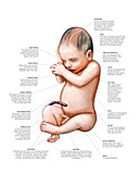 Newborn baby,illustrations