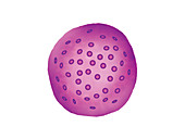 Basophil blood cell,illustration