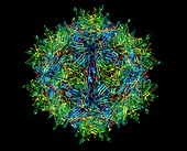 Zika virus,molecular structure