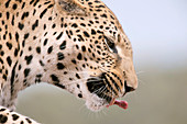 Leopard's head