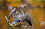Great cormorant drying its wings