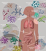 Human microbiome,illustration