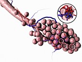 Normal alveoli,illustration