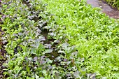 Organic salad crops