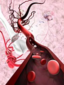 Stem cells and tissue types,illustration