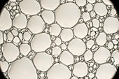 Soap bubble foam,macrophotograph