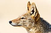 Black-backed jackal