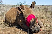 White Rhino conservation operation