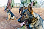 Anti-poaching dog patrol