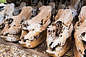Poached rhino skulls display
