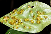 Amazonian Leaf galls