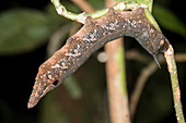 Snake mimic caterpillar