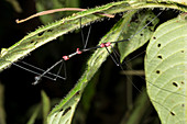 Stick insect with aposematic colouration