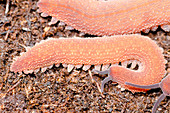 Costa Rican velvet worm