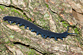 Tallaganda velvet worm