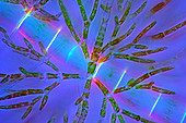 Draparnaldia green algae,micrograph