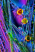 Oedogonium green algae,light micrograph