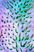 Draparnaldia green algae,micrograph